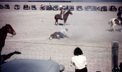 A rodeo at Willcox Image