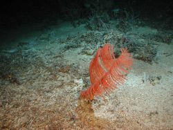 Deep sea coral Bathypathes sp. Image