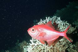 Beryx decadactylus (alfonsino) hovering around a large Lophelia coral Photo