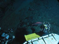 Dive at Wreckfish Cave. Image