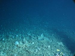 Dive at Popenoe's Coral Mounds. Image