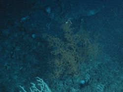 Dive at Popenoe's Coral Mounds. Image