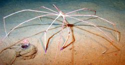 Arrow crab. Image