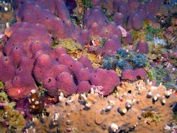 Sponge (Ircinia felix). Image