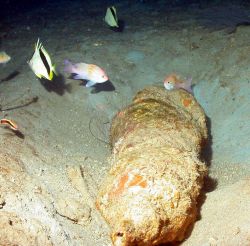 Reef fish deep on Bright Bank Image