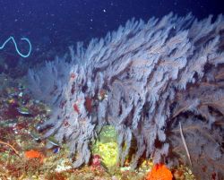 Black coral bush. Image