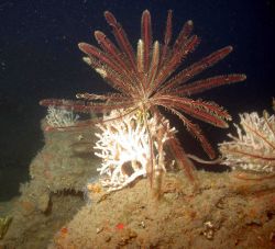 Crinoid and coral. Image