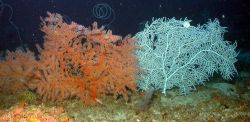 Multi-colored gorgonians with whip coral in background. Image