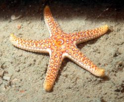 Orange seastar. Image