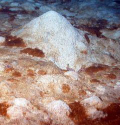 A sea mound. Image