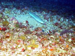 Sand tilefish. Image