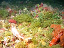 Squirrelfish and algae, particularly Codium repens. Image