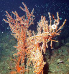 A red gorgonian. Image