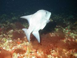 A triggerfish. Image