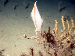 A boarfish. Image