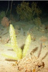 Bottlebrush coral. Image