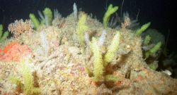 Bottlebrush coral. Image