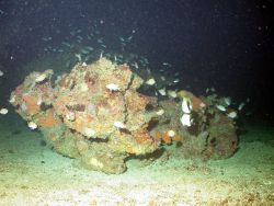 A boulder serving as habitat for numerous fish and types of sessile life. Image