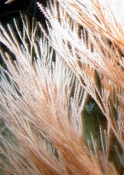 A type of coral. Image