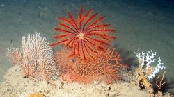 A red crinoid. Image