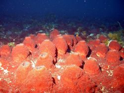 Red conical sponges Image