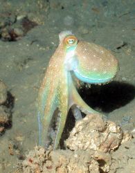 An octopus Image