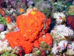 Red sponge ? Image