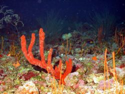 Red gorgonian Image