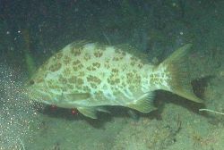 Grouper fish Image