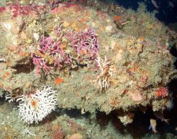 Yellow sea pen and whip coral Image