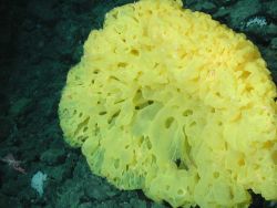 Yellow ruffle sponge Image