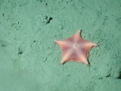 Orange webbed sea star (Hymenaster sp Image