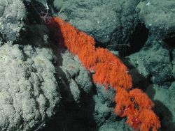 Orange hydroid. Image