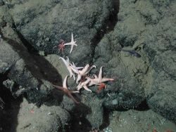 Sea stars (Myxoderma sp.?) and unidentified eelpout (Zoarcidae) at 2785 meters water depth. Image