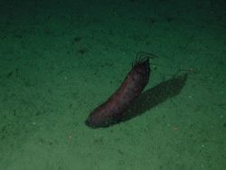 A sea cucumber. Image