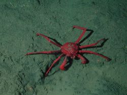 Crab on seafloor Image