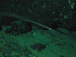 Witch eel (Venefica tentaculata) Photo