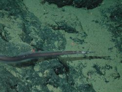 Witch eel (Venefica tentaculata) at 1854 meters water depth. Photo