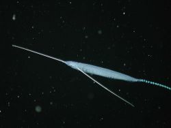 A siphonophore? Image