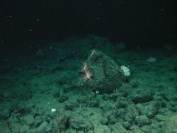 Zigzag coral (Madrepora oculata) and basket stars on highest topographic feature in the area. Image