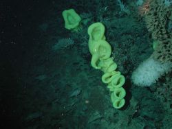 Yellow Picasso sponges (Staurocalyptus sp.) Image