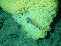 Yellow ruffle sponge. Image