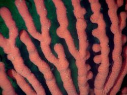 Deep sea coral (Paragorgia arborea pacifica) Image