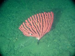 Deep sea coral (Paragorgia arborea pacifica) Image