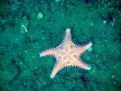 Spiny Red Sea Star (Hippasteria spinosa) Image