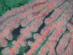 Deep sea coral (Paragorgia arborea pacifica) Image