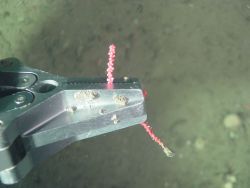 ROV arm sampling coral Image