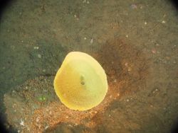 Yellow vase sponge Image