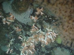 Deep sea coral (Lophelia pertusa) Image