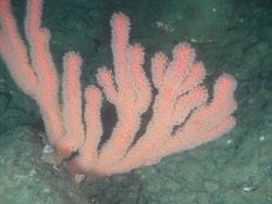 Deep sea coral (Paragorgia arborea pacifica) Image